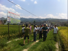 袁隆平超级稻超高产美高产品攻关